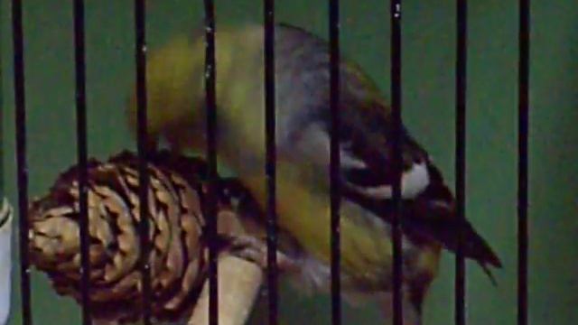 Bindenkreuzschnabel (loxia leucoptera) смотреть онлайн