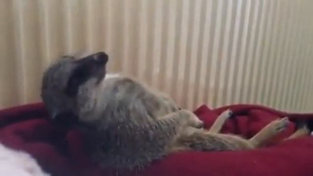 Умный смотреть онлайн