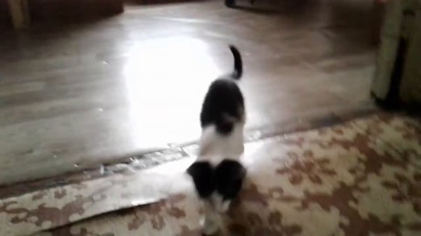 Сима 2 часть