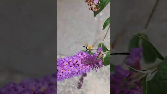 Classical hummingbird moth смотреть онлайн