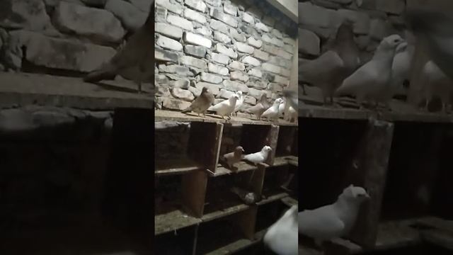 Голуби на племя 2023 год смотреть онлайн