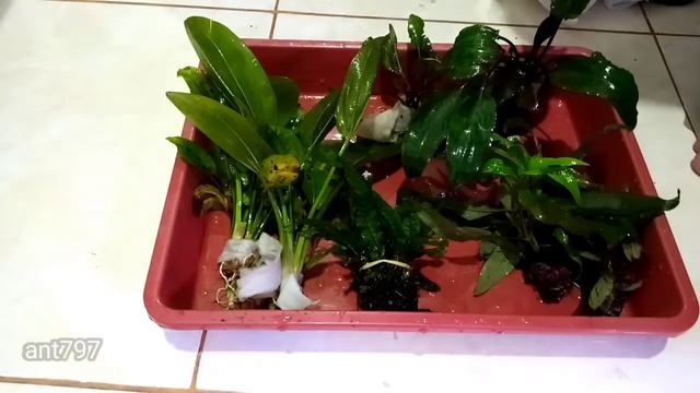 Aquascape Untuk Ikan Discus | Desain Aquarium