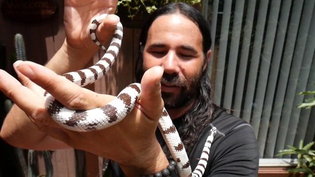 My Kingsnake Collection Series смотреть онлайн