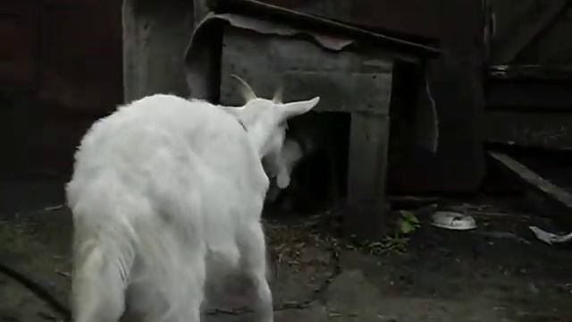 Козленок на привязи смотреть онлайн