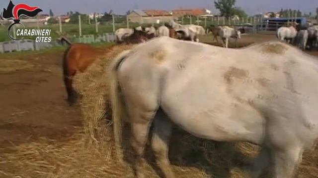 Cavalli ed asini salvati da malnutrizione смотреть онлайн