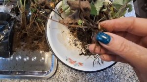 Посылка с ОЗОНа или как я заказала "семена" клубники...