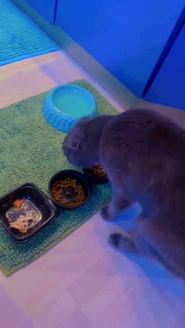 🔴КОТ СМОКИ🔴 смотреть онлайн