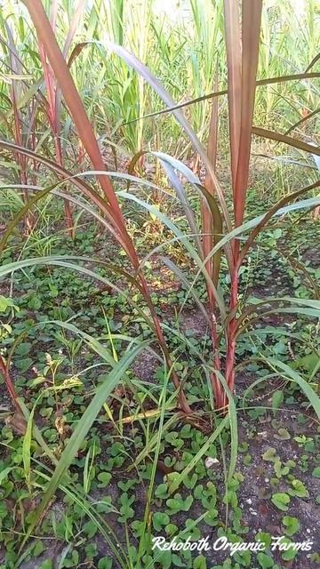 Red Napier grass after 30 days of planting / Super Napier stems for sale in Tamil Nadu @ 9790987145 смотреть онлайн