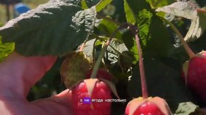 Сластиха. Сладко, вкусно, урожайно.