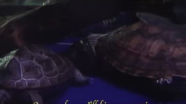 Turtle in love (Over and over by Angelina) смотреть онлайн