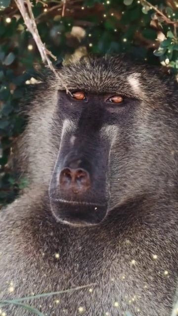 Best 2023 african memories 🥰 #animals #wildlife #nature #photographer #foryou #trending #wildanimal смотреть онлайн