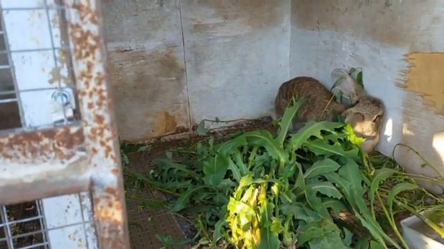 Дружба Семья Топал смотреть онлайн