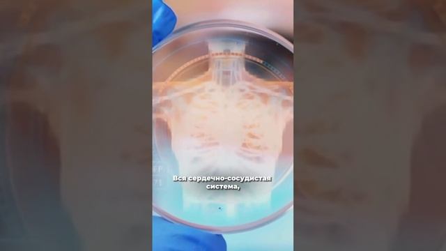 ARGI+ от FOREVER супер средство для здоровья сердечно сосудистой системы  L аргинин.