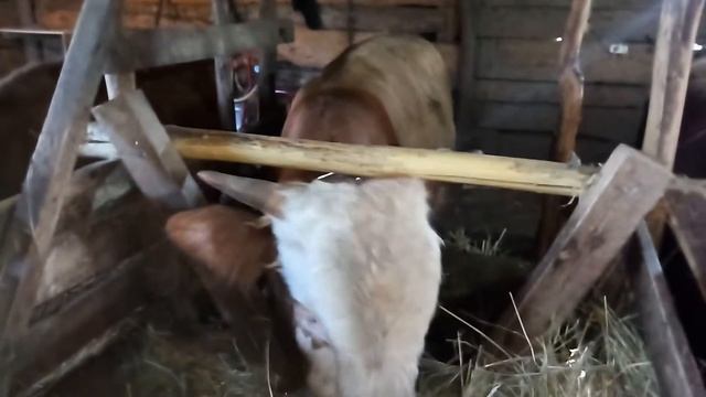 Нужен совет смотреть онлайн