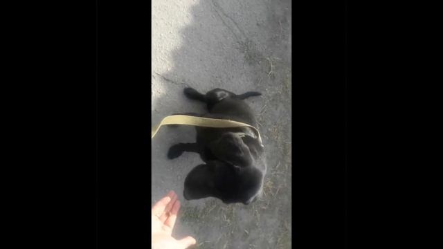 Клео на передержки)малая часть что умеем)))