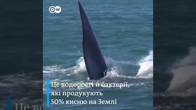 Скільки "коштує" один кит? смотреть онлайн