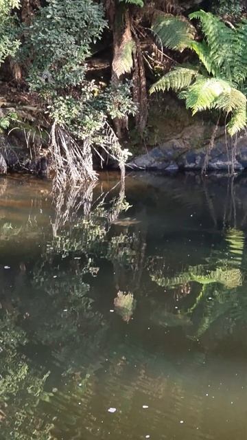 Wild Platypus смотреть онлайн