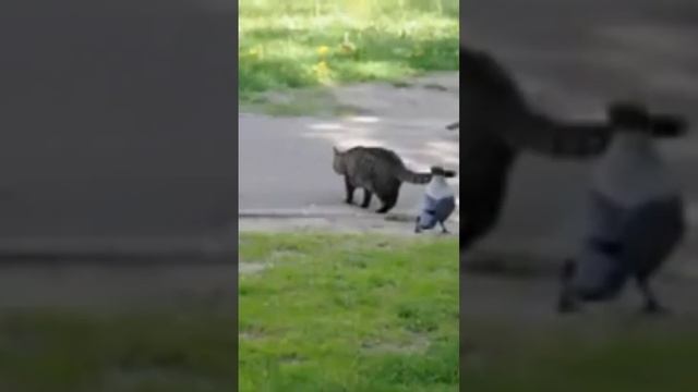 Ворона унижает кота смотреть онлайн