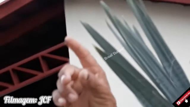 O homem que não tem medo de Marimbondo - Natureza смотреть онлайн