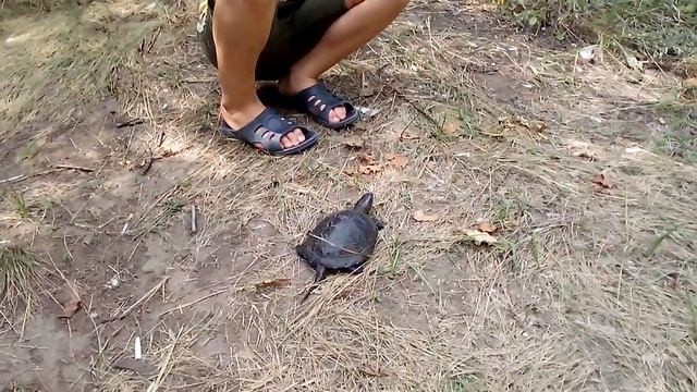 Скоростная чрепаха смотреть онлайн