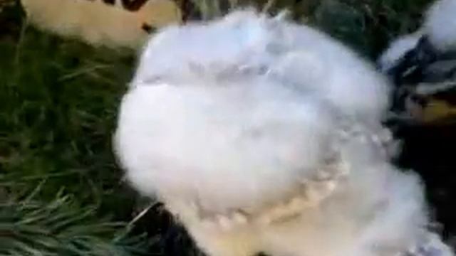 Goshawks смотреть онлайн