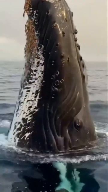 Scary whale!!! 😳 смотреть онлайн