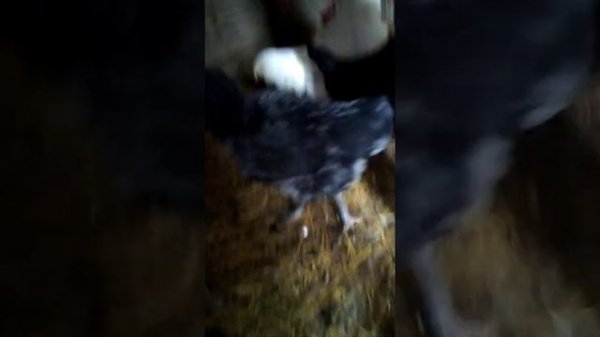 Гергебельская порода кур.