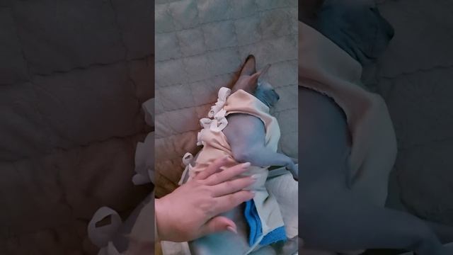 Сфинксы,Симон и Сима))(5) смотреть онлайн