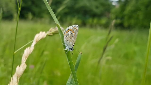 Gemeiner Bläuling (Polyommatus icarus) смотреть онлайн
