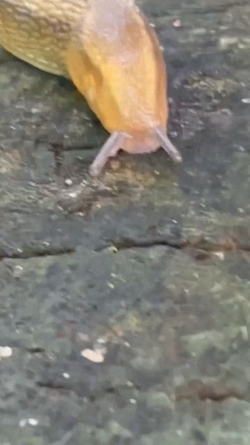 Cute little slug #viral #aww #love #shortvideo #shorts #shortsfeed #shortsviral #short #nature смотреть онлайн