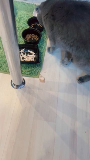 🔴КОТ СМОКИ🔴 смотреть онлайн