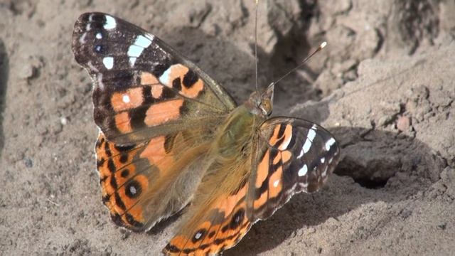 MARIPOSAS - Dama pintada (Vanesa braziliensis) смотреть онлайн