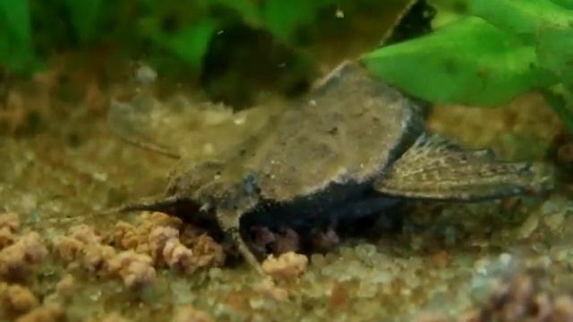 Bunocephalus coracoideus - Banjo Catfish смотреть онлайн