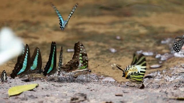 オナガタイマイ(Graphium antiphates) 10-Apr-2021 смотреть онлайн