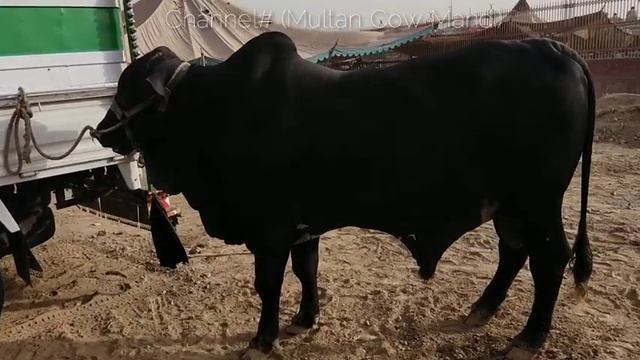 Multan Cow Mandi me Heavy Weight Bachroo ki Doom but price b high|Qurbani 2021| 13 junelatest updat смотреть онлайн