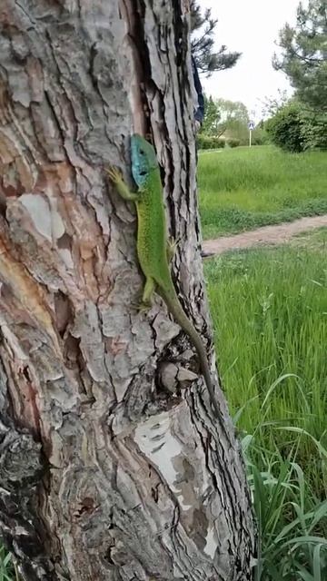 а вот ещё одна большая ящерица 🦎 смотреть онлайн