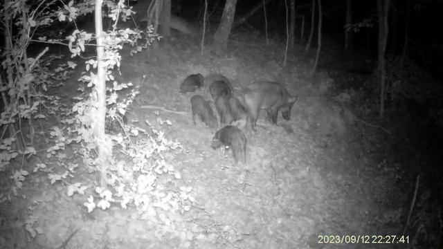 Trail camera lovacka kamera Suntec Hc 940 PRO Li divlje svinje na hranilistu смотреть онлайн