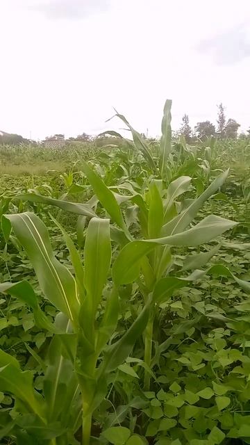maize plantation#youtubeshorts #africa#farming #maize #gardening #treanding #youtube смотреть онлайн
