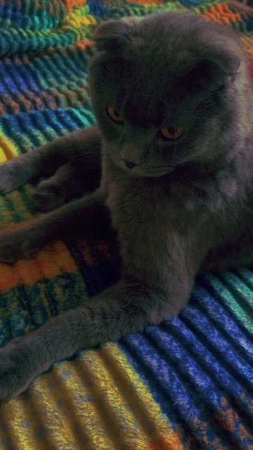 🔴КОТ СМОКИ🔴 смотреть онлайн