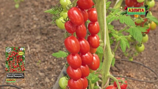 НОВИНКА 2025! МЕГАУРОЖАЙНЫЙ ЧЕРРИ ТОМАТ ВОДОПАД ВИКТОРИЯ F1 смотреть онлайн