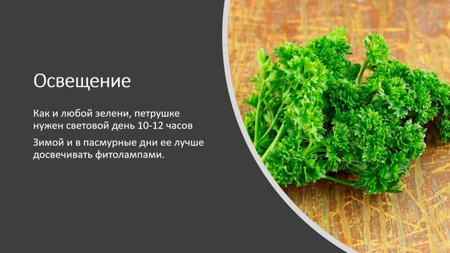 Огород на подоконнике