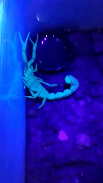 scorpion in UV light🔦🦂 #shorts #scorpion #ytshorts смотреть онлайн