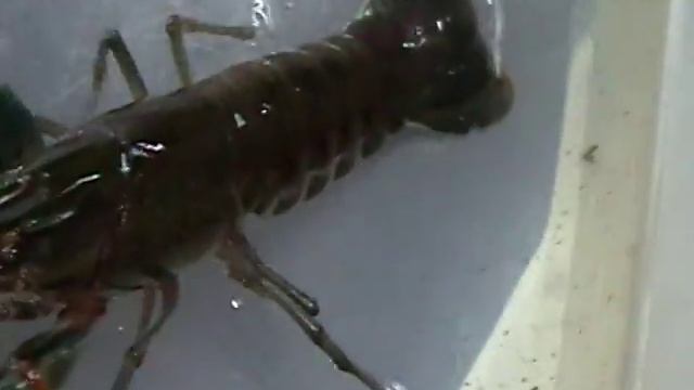 MOV002 смотреть онлайн