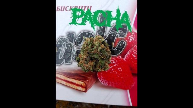 Пача - Пъстърва ( Ще щавя) смотреть онлайн