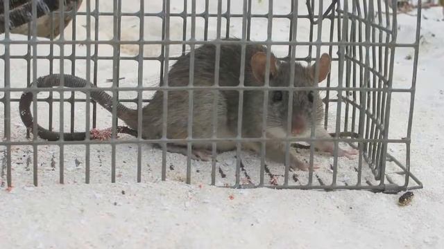 Sternes nereis (4 mars 2017) смотреть онлайн