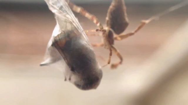 The Feather-Legged Spider смотреть онлайн