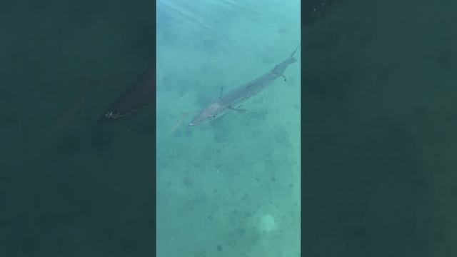 Monster Baracuda on the pier смотреть онлайн