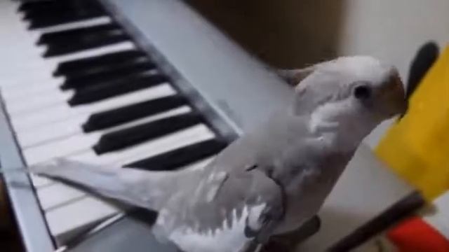 Попугай Корелла поет))) смотреть онлайн