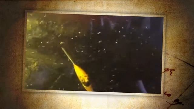 скалярии молодеж смотреть онлайн