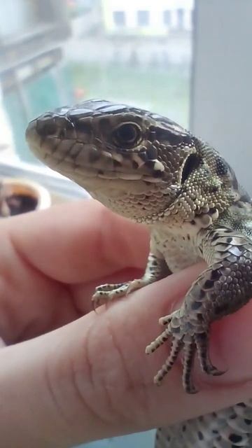 самец и самка прыткой ящерицы #рептилии смотреть онлайн